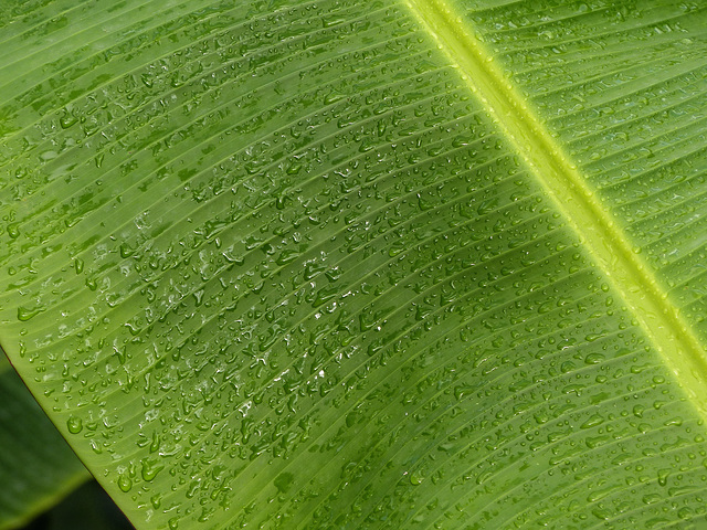 Rain forest raindrops, on way to Manzanilla Beach, Day 6