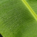 Rain forest raindrops, on way to Manzanilla Beach, Day 6