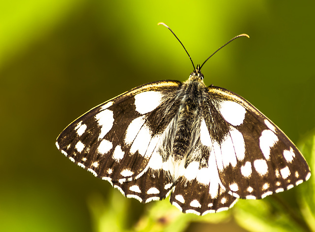 mariposa