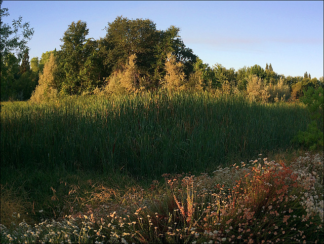 Greens amidst Summer Husk