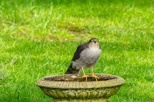 Sparrowhawk