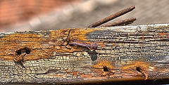 Nails In Wood