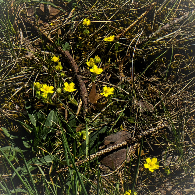 Waldboden im Quadrat