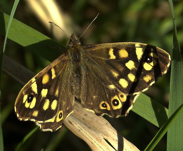 Speckled Wood