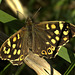 Speckled Wood