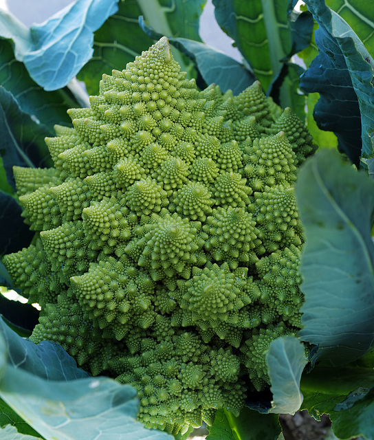 Brocolis romanesco L1000620