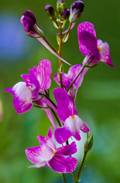 20210619 4340VRAw [D~LIP] Marokkanisches Leinkraut (Linaria maroccana), Balkonblumen, Bad Salzuflen