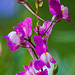 20210619 4340VRAw [D~LIP] Marokkanisches Leinkraut (Linaria maroccana), Balkonblumen, Bad Salzuflen