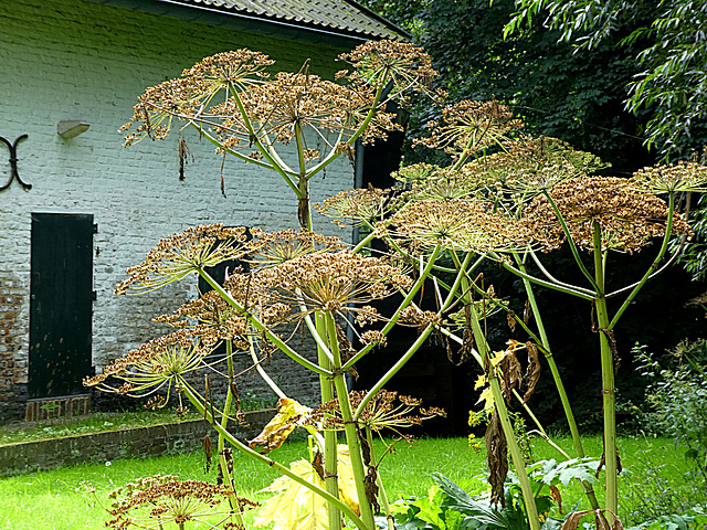 Cow Parsley