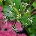 20210923 2889CPw [D~LIP] Möhre (Daucus carota), Bad Salzuflen