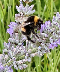 Hummel an Lavendelblüten (2 pips)