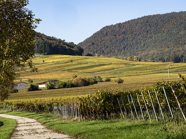 Herbst an der Weinstraße