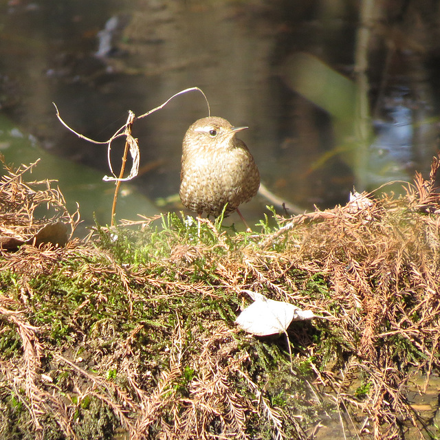 Winter wren