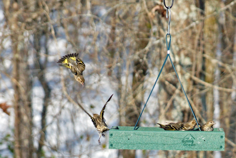 Dive Bomber