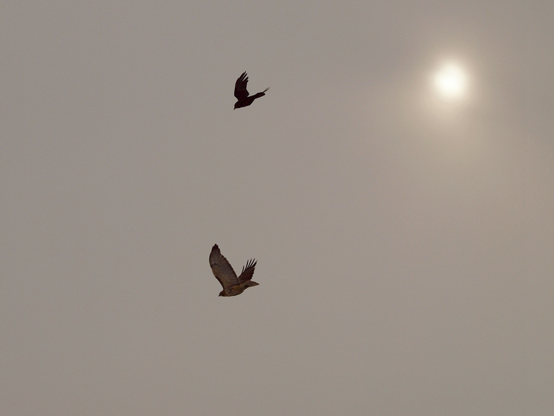 battle in the sky
