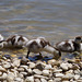 parc des oiseaux - Villars les Dombes