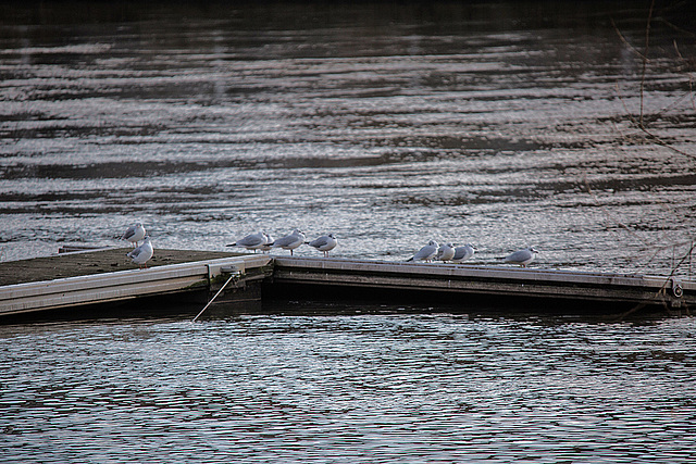 20150204 6800VRTw [D~SHG] Lachmöwe, Weser, Rinteln