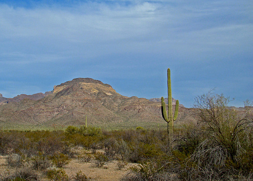 Organ Pipe Cactus National Monument