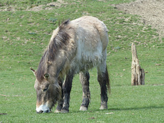 Port Lympne (12) - 17 March 2017