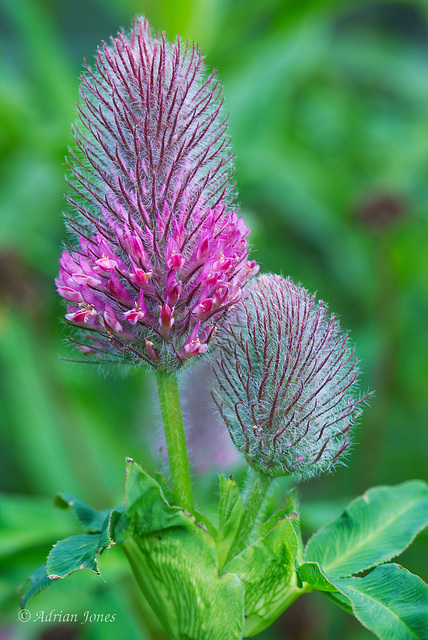 Crimson Clover