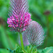 Crimson Clover