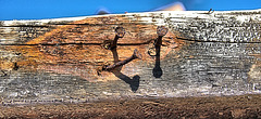 Nails In Wood