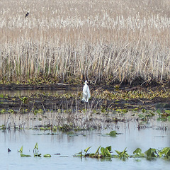 Day 3, Great Egret, Pt Pelee, Ontario