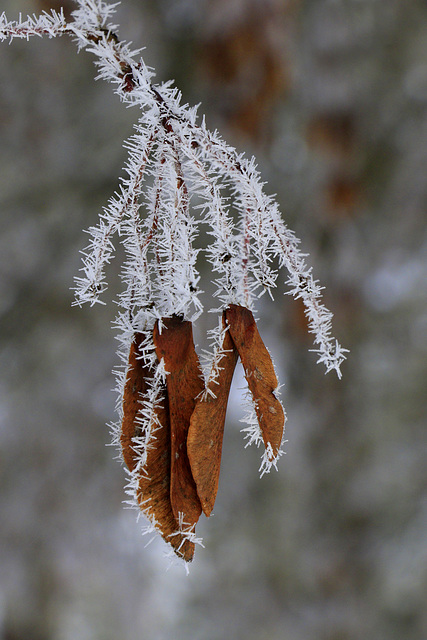 Hoarfrost