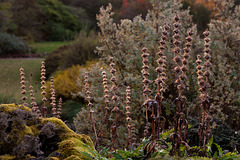 Morina Longifolia