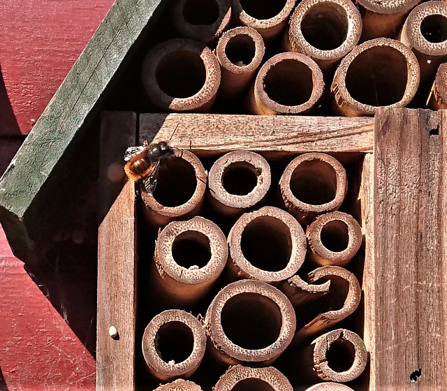 Wildbiene an meinem Hotel