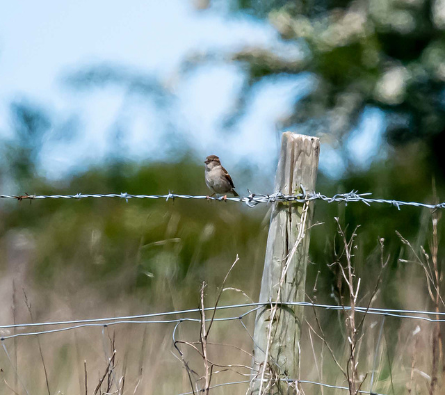 I am not sure of the i.d. of this little bird, maybe a warbler.