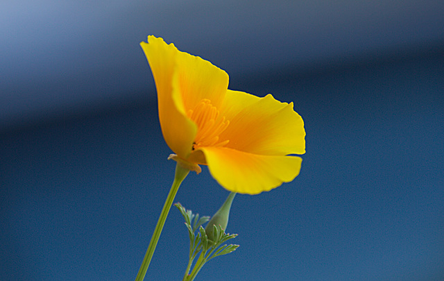 20210619 4343VRAw [D~LIP] Kalifornischer Kappenmohn (Eschscholzia californica), Balkonblumen, Bad Salzuflen