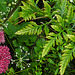 20210923 2890CPw [D~LIP] Möhre (Daucus carota), Bad Salzuflen