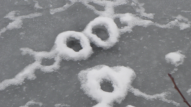 Sugar  Donuts