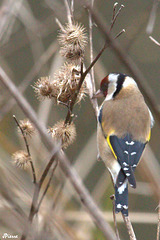 Chardonneret élégant