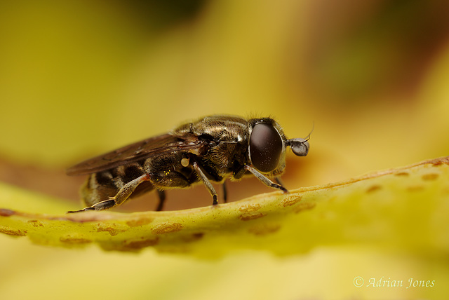 Hoverfly