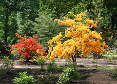 Im Rhododendrenpark bei Bad Zwischenahn