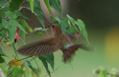 IMG_7376hummingbird