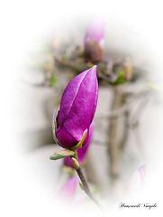 Magnolienblüte/Lily magnolia