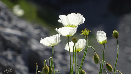 weisser alpenmohn