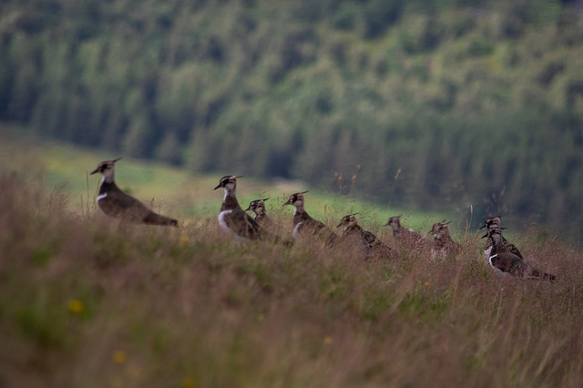 This year's young Lapwings