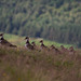 This year's young Lapwings