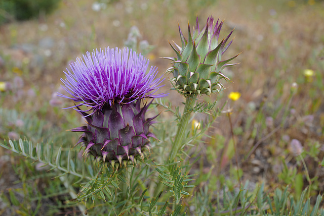 Cynara humilis