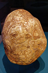 Carapace de tortue gravée