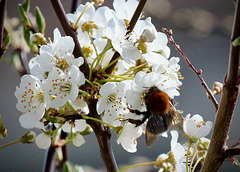 Hummel an Kirschblüten