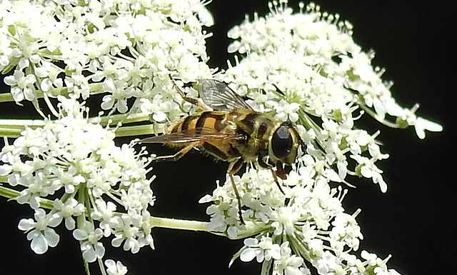 20210727 2051CPw [D~LIP] Totenkopf-Schwebfliege (Myathropa florea), Möhre (Daucus carota), Bad Salzuflen