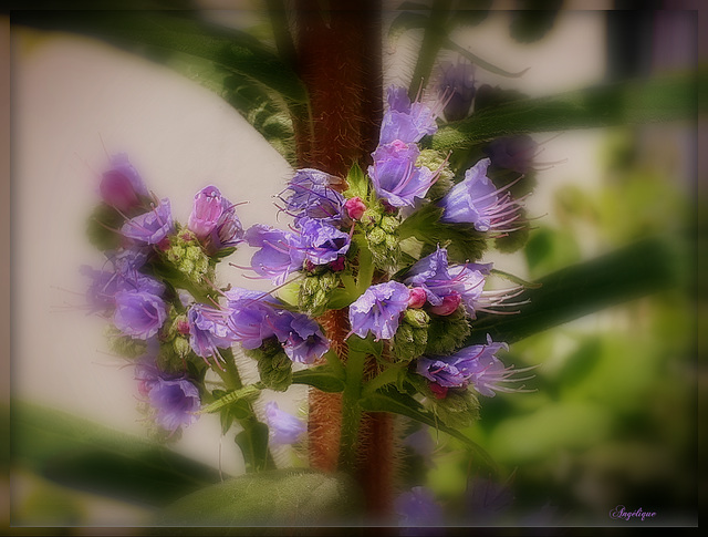 Bon we à tous .........! Echium