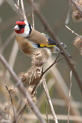 Elégant ce chardonneret