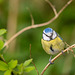 Blue tit Blue tit