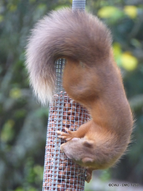 Red Squirrel